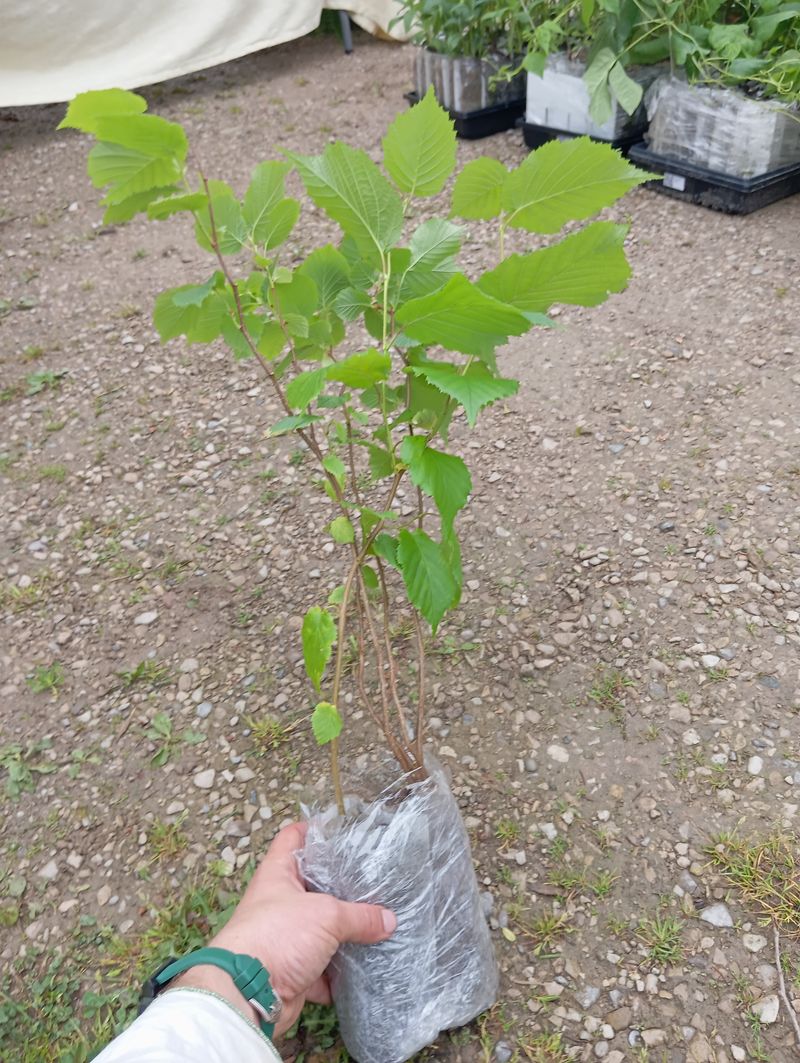 Corylus americana